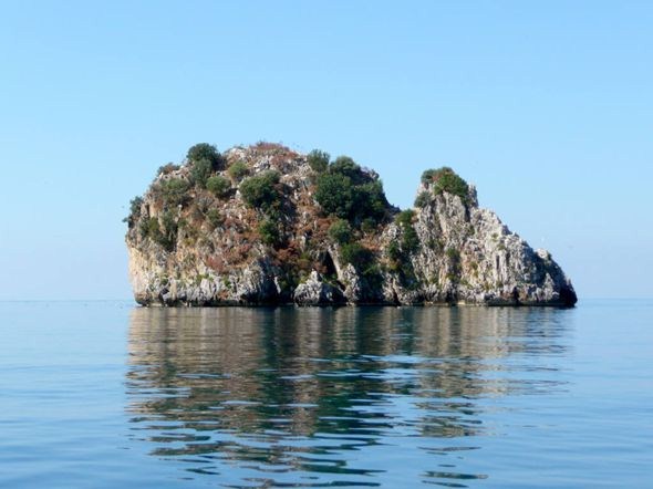 coniglio