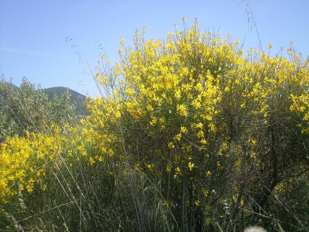 ginestra