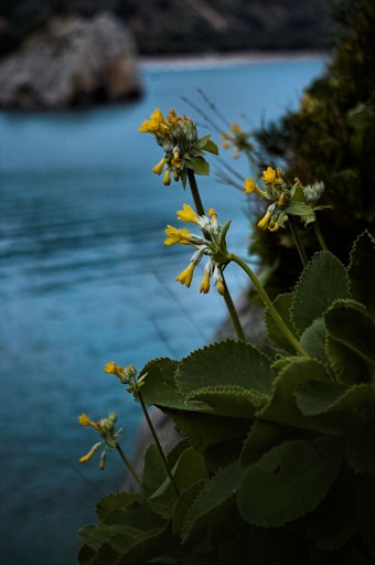 primula