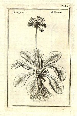 Primula palinuri