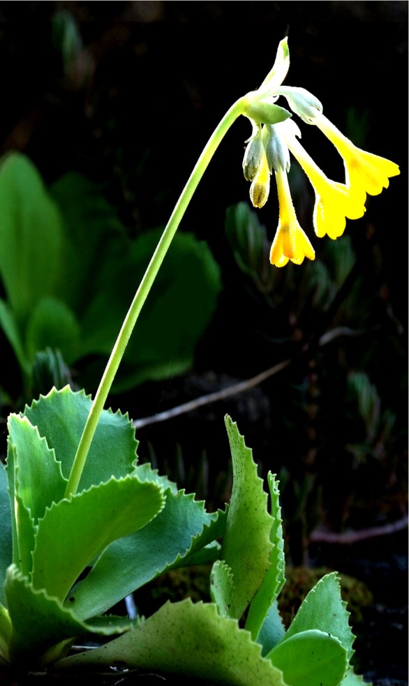 Primula palinuri Petagna
